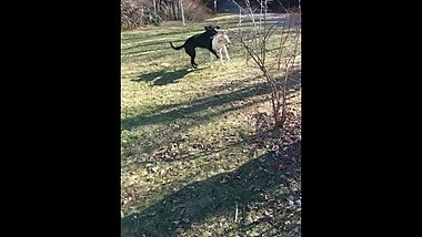 Two young pups having a quicky!